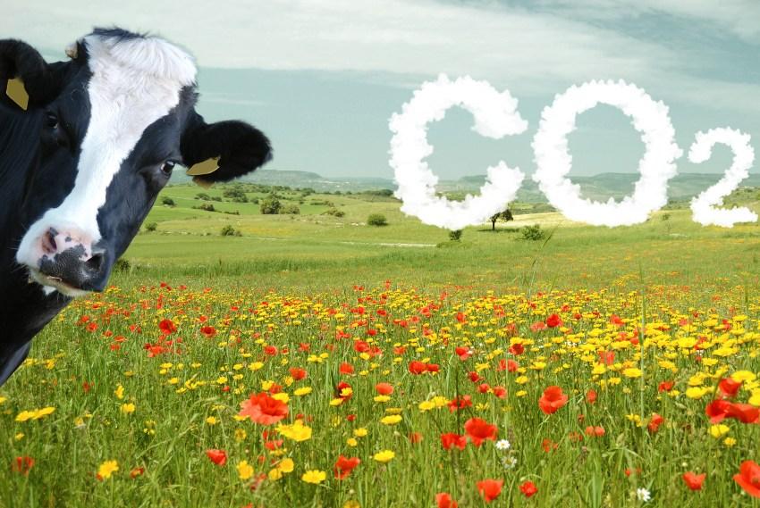Kuh steht auf Weide, symbolisch ist "CO2" eingefügt - CO2-Ausstoß in der Industrie