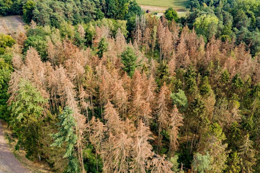 Waldsterben-Vogelperspektive