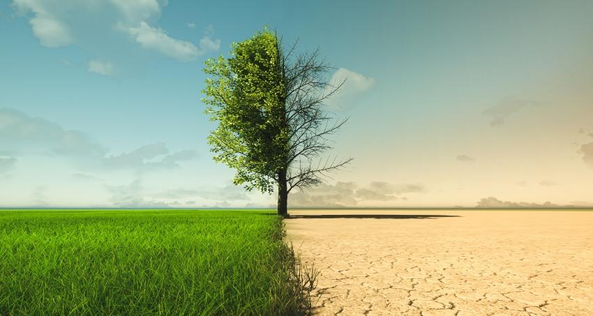 Gruener-und-vertrockneter-Baum-Klimawandel-Symbolbild