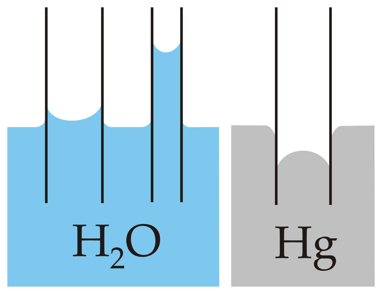 Unterschied zwischen der Kapillarwirkung von Flüssigkeiten mit starker Adhäsion (wie Wasser) und schwacher Adhäsion (wie Quecksilber)