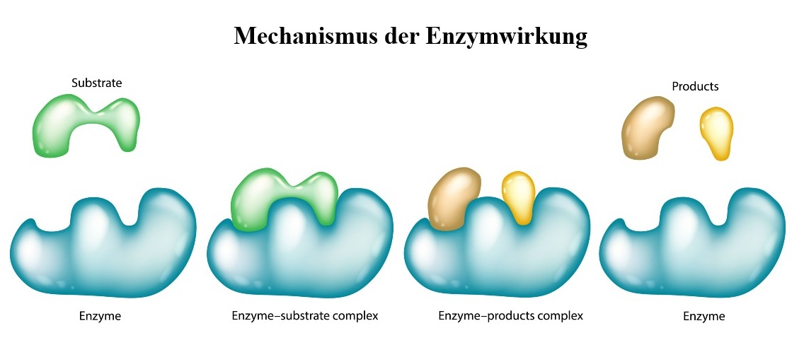 Darstellung des enzymatischen Katalyseprozesses: Substratbindung, Umwandlung und Produktfreisetzung